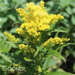 LITTLE LEMON GOLDENROD -Sooner Plant Farm Shop DETA 588