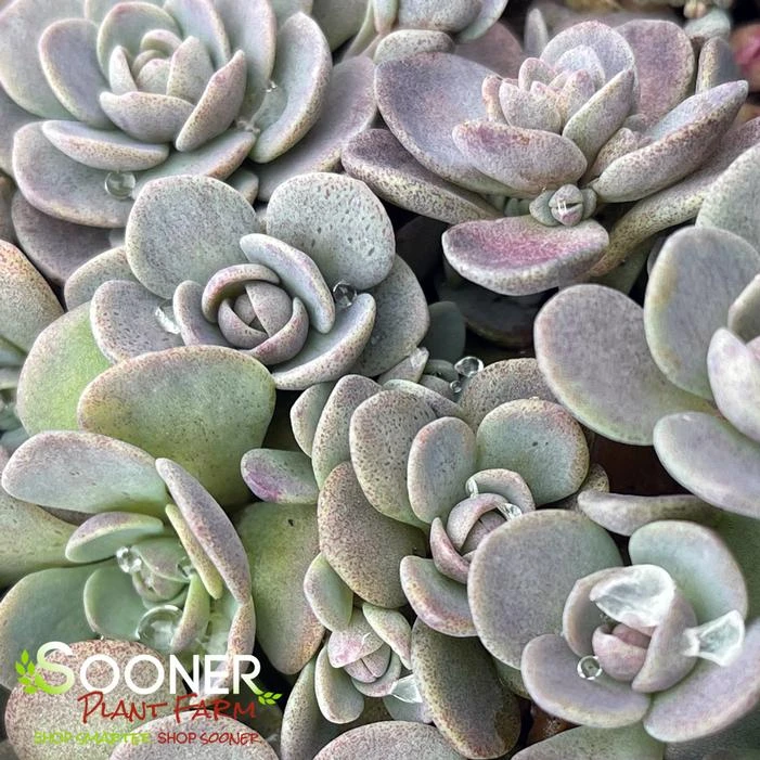 SUNSPARKLER® BLUE ELF SEDUM 3 SUNSPARKLER® BLUE ELF SEDUM