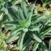 ABBEY DORE SEDUM -Sooner Plant Farm Shop DETA 591