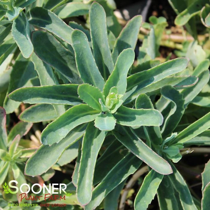 ABBEY DORE SEDUM 3 ABBEY DORE SEDUM