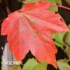OCTOBER GLORY® RED MAPLE 1 OCTOBER GLORY® RED MAPLE -Sooner Plant Farm Shop DETA 66