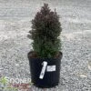 RED STAR ATLANTIC WHITE CEDAR 2 RED STAR ATLANTIC WHITE CEDAR -Sooner Plant Farm Shop DETA 664