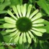GREEN ENVY CONEFLOWER -Sooner Plant Farm Shop DETA 689
