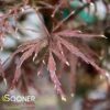 LION HEART WEEPING JAPANESE MAPLE -Sooner Plant Farm Shop DETA 694