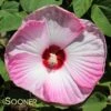 LUNA™ PINK SWIRL HARDY HIBISCUS -Sooner Plant Farm Shop DETA 698
