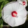 LUNAâ„¢ WHITE HARDY HIBISCUS 1 LUNAâ„¢ WHITE HARDY HIBISCUS -Sooner Plant Farm Shop DETA 700