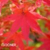 BENI SCHINCHIHENGE UPRIGHT JAPANESE MAPLE -Sooner Plant Farm Shop DETA 705