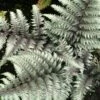 PEWTER LACE FERN -Sooner Plant Farm Shop DETA 721