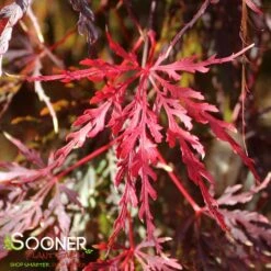 RED SELECT WEEPING JAPANESE MAPLE 6 RED SELECT WEEPING JAPANESE MAPLE -Sooner Plant Farm Shop DETA 728