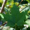 SUGAR MAPLE -Sooner Plant Farm Shop DETA 73