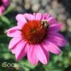 MERLOT CONEFLOWER -Sooner Plant Farm Shop DETA 735