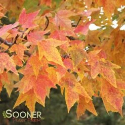 TRIDENT MAPLE 14 TRIDENT MAPLE -Sooner Plant Farm Shop DETA 74