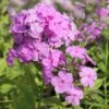 DAVID'S LAVENDER GARDEN PHLOX -Sooner Plant Farm Shop DETA 759