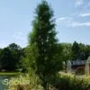 SHAWNEE BRAVE® BALD CYPRESS -Sooner Plant Farm Shop DETA 8