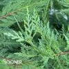 LEYLAND CYPRESS -Sooner Plant Farm Shop DETA 803