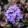 WALBERTON'S® BLACK SCALLOP AJUGA -Sooner Plant Farm Shop DETA 816