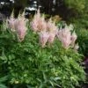 MILK AND HONEY ASTILBE -Sooner Plant Farm Shop DETA 825