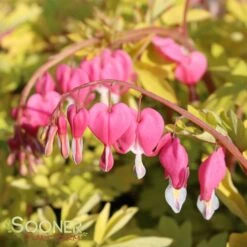 GOLD HEART BLEEDING HEART -Sooner Plant Farm Shop DETA 847