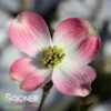 PINK FLOWERING DOGWOOD 1 PINK FLOWERING DOGWOOD -Sooner Plant Farm Shop DETA 885