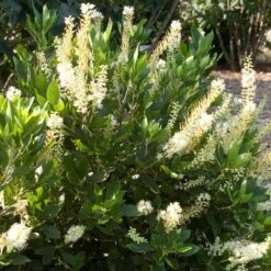 HUMMINGBIRD SUMMERSWEET