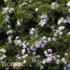 EMERALD BLUE CREEPING PHLOX 2 EMERALD BLUE CREEPING PHLOX -Sooner Plant Farm Shop DETA 969