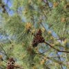 LOBLOLLY PINE -Sooner Plant Farm Shop DETA 99