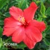 CECILIA TROPICAL HIBISCUS -Sooner Plant Farm Shop DETA 996