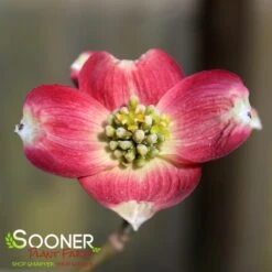 CHEROKEE BRAVE® DOGWOOD -Sooner Plant Farm Shop DETA2 1016