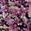 VOODOO SEDUM -Sooner Plant Farm Shop DETA2 1039