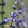 RUSSIAN SAGE -Sooner Plant Farm Shop DETA2 1043
