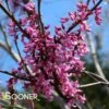 EASTERN REDBUD -Sooner Plant Farm Shop DETA2 105