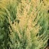GOLD CONE JUNIPER -Sooner Plant Farm Shop DETA2 1095