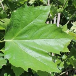 BLOODGOOD LONDON PLANETREE -Sooner Plant Farm Shop DETA2 1125