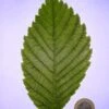 PRINCETON ELM -Sooner Plant Farm Shop DETA2 1128
