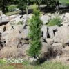 GREEN GIANT ARBORVITAE -Sooner Plant Farm Shop DETA2 113