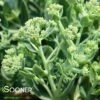 AUTUMN JOY SEDUM -Sooner Plant Farm Shop DETA2 1171