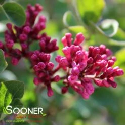 TINKERBELLE® LILAC -Sooner Plant Farm Shop DETA2 1172