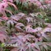SHIRAZZ UPRIGHT JAPANESE MAPLE -Sooner Plant Farm Shop DETA2 1225