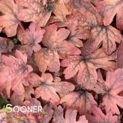 SWEET TEA FOAMY BELLS 9 SWEET TEA FOAMY BELLS -Sooner Plant Farm Shop DETA2 1232