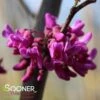 OKLAHOMA REDBUD -Sooner Plant Farm Shop DETA2 1286