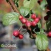 SARGENT CRABAPPLE -Sooner Plant Farm Shop DETA2 1302
