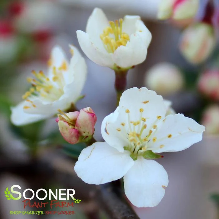 SARGENT TINA CRABAPPLE 4 SARGENT TINA CRABAPPLE - Image 2