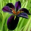 BLACK GAMECOCK IRIS -Sooner Plant Farm Shop DETA2 1330