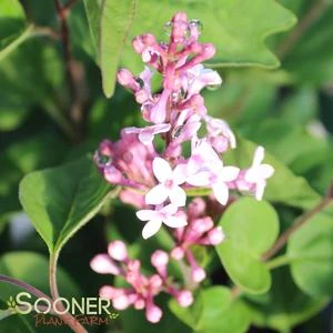 JOSEE LILAC 4 JOSEE LILAC - Image 2