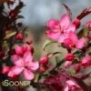 ROYAL RAINDROPS® CRABAPPLE -Sooner Plant Farm Shop DETA2 1351