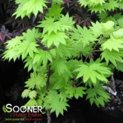 GOLDEN FULL MOON UPRIGHT JAPANESE MAPLE -Sooner Plant Farm Shop DETA2 1407