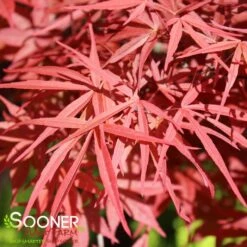 BENI OTAKE UPRIGHT JAPANESE MAPLE -Sooner Plant Farm Shop DETA2 1410