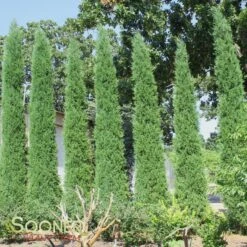 TAYLOR JUNIPER 8 TAYLOR JUNIPER -Sooner Plant Farm Shop DETA2 142