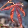RED CLOUD UPRIGHT JAPANESE MAPLE -Sooner Plant Farm Shop DETA2 1426