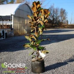 TEDDY BEAR® MAGNOLIA -Sooner Plant Farm Shop DETA2 144
